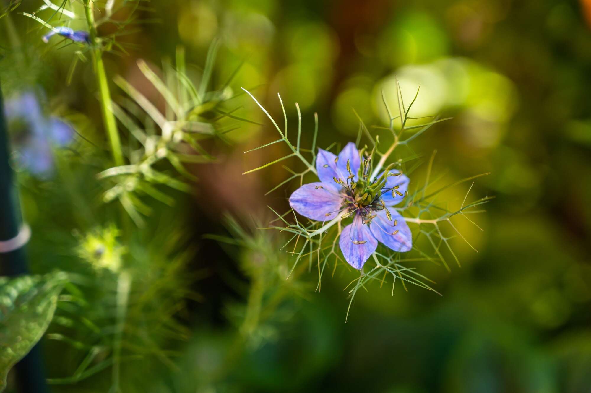 black cumin-flower.jpg